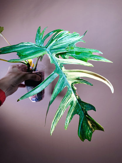 Philodendron Flobe x Tortum