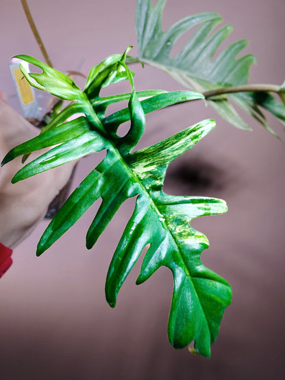 Philodendron Flobe x Tortum