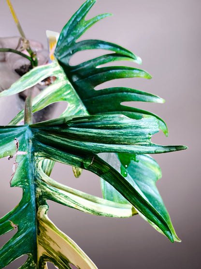 Philodendron Flobe x Tortum