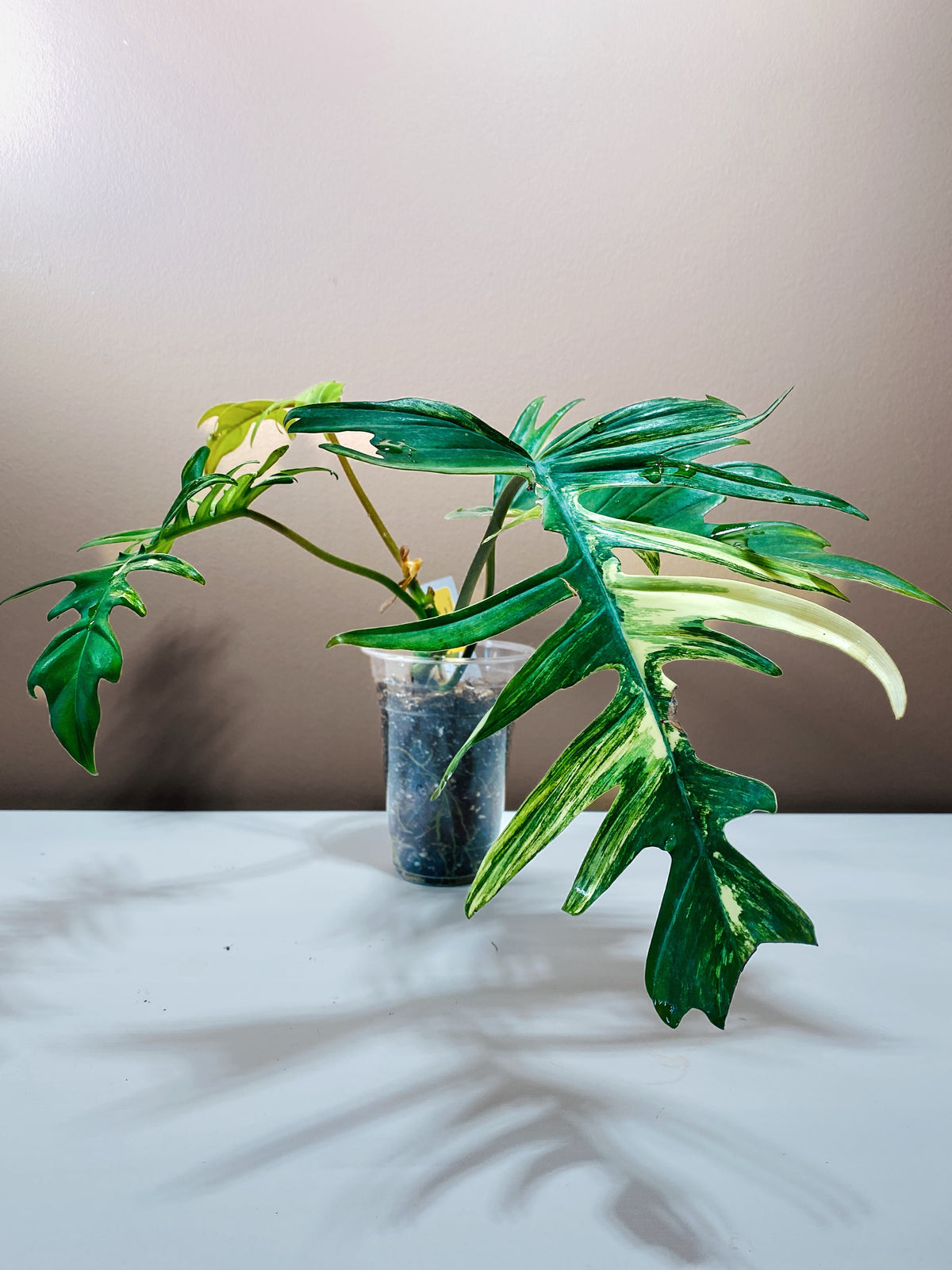 Philodendron Flobe x Tortum