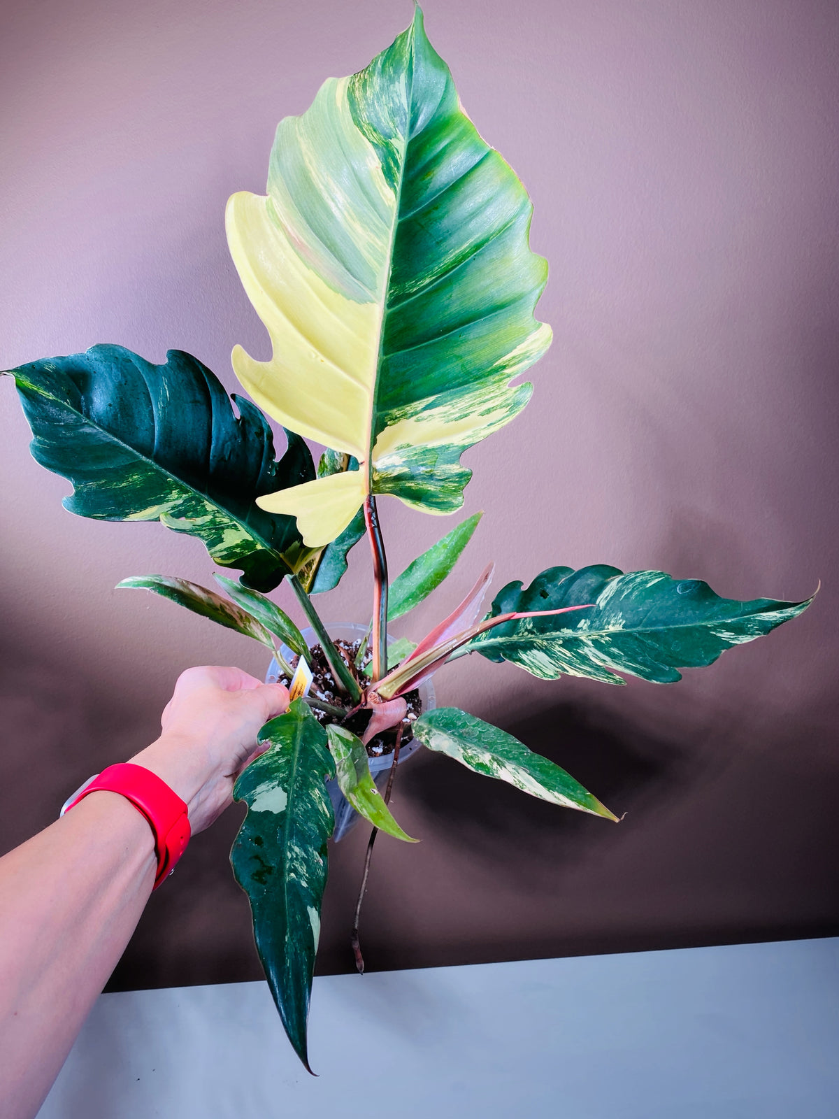 Philodendron Caramel Marble