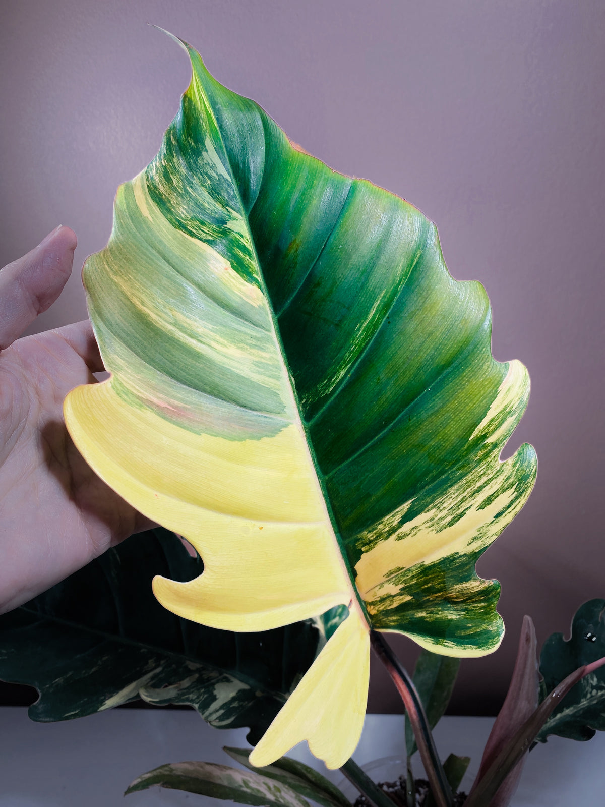 Philodendron Caramel Marble