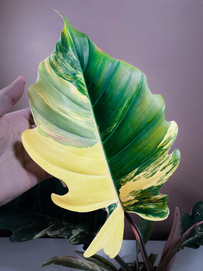 Philodendron Caramel Marble