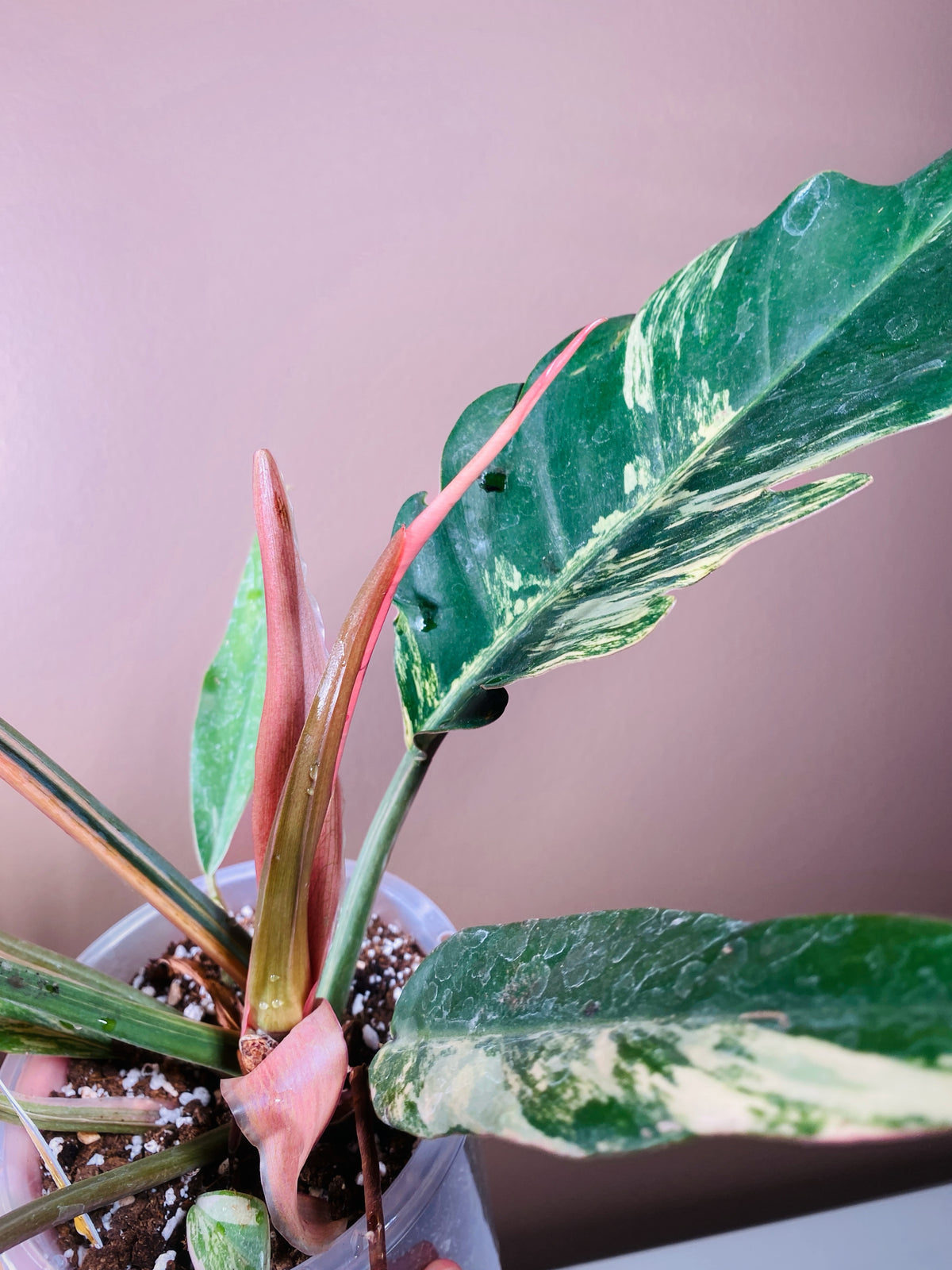 Philodendron Caramel Marble