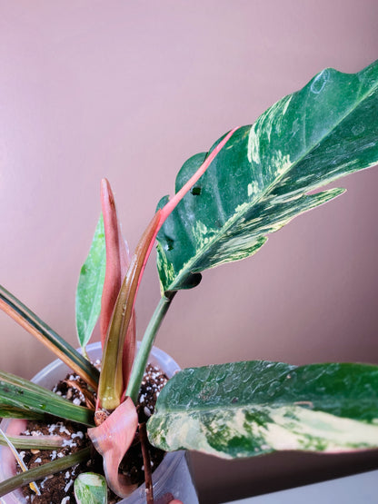 Philodendron Caramel Marble