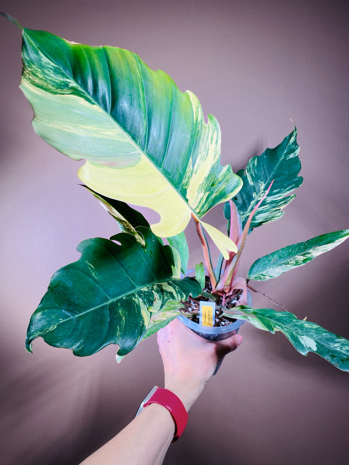 Philodendron Caramel Marble