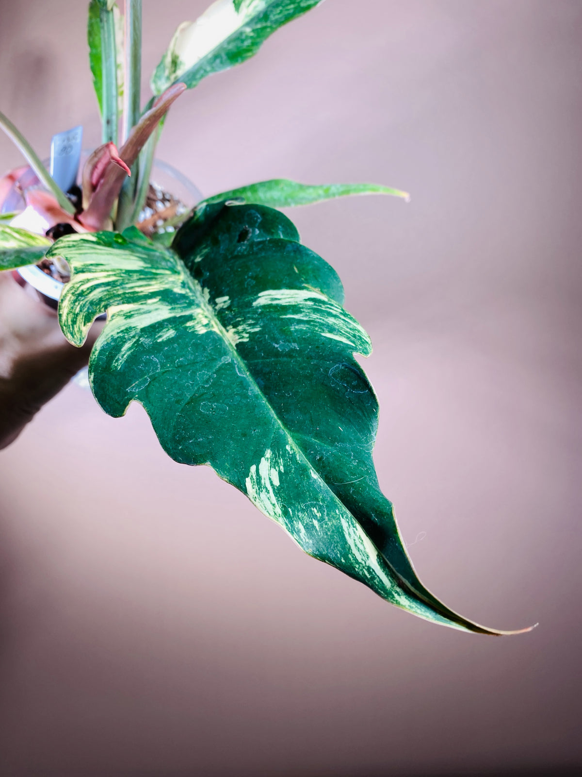 Philodendron Caramel Marble