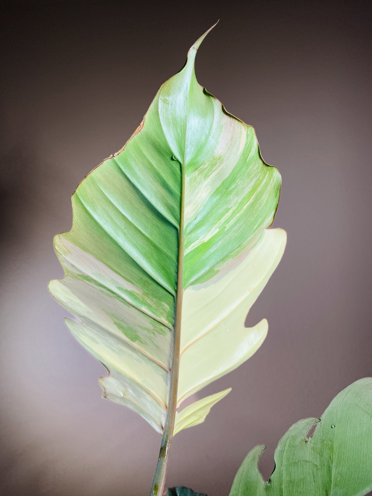 Philodendron Caramel Marble