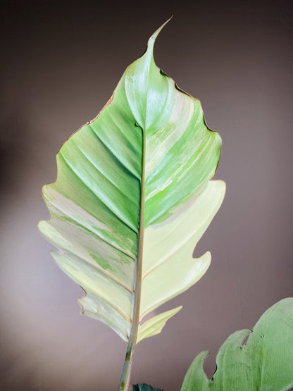 Philodendron Caramel Marble