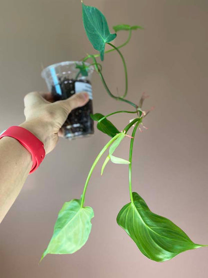 Philodendron Camposportoanum