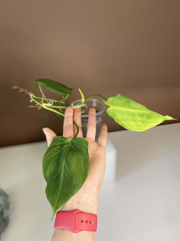 Philodendron Camposportoanum