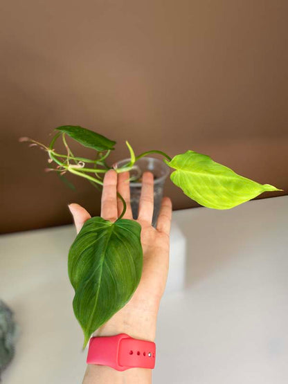 Philodendron Camposportoanum