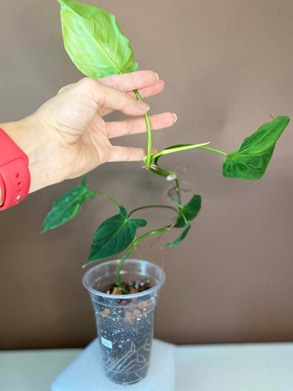 Philodendron Camposportoanum