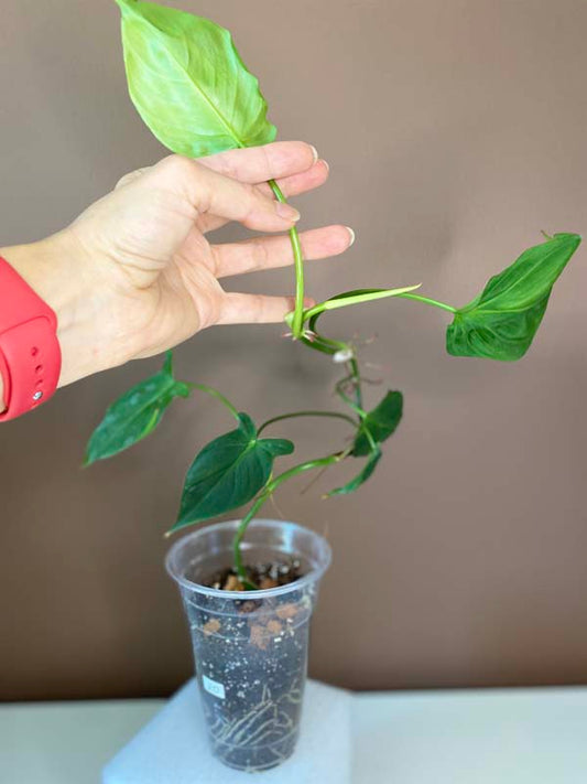 Philodendron Camposportoanum