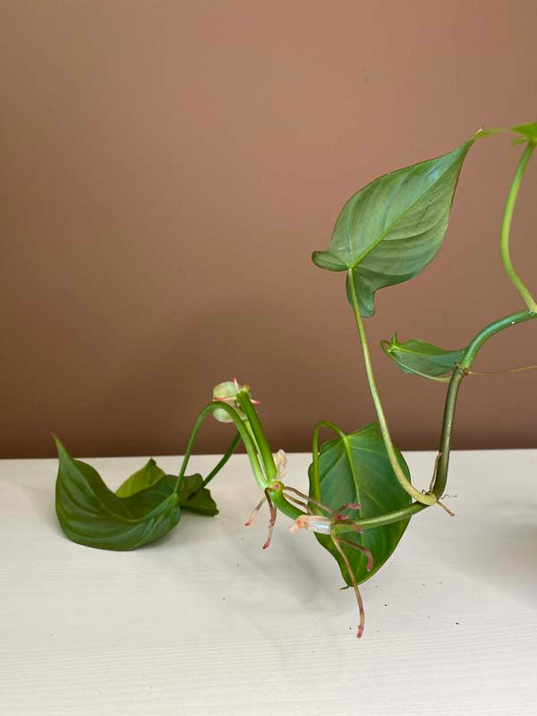 Philodendron Camposportoanum