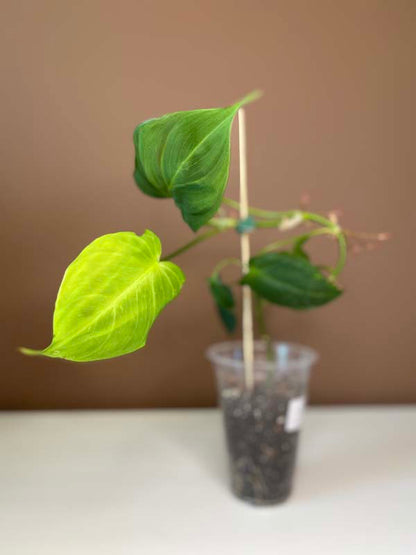 Philodendron Camposportoanum