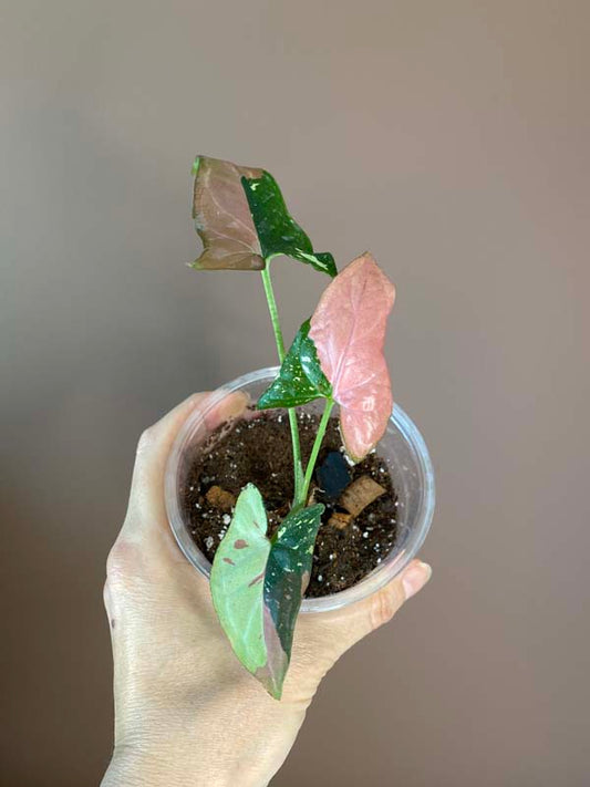 Syngonium Red Spot Tricolor
