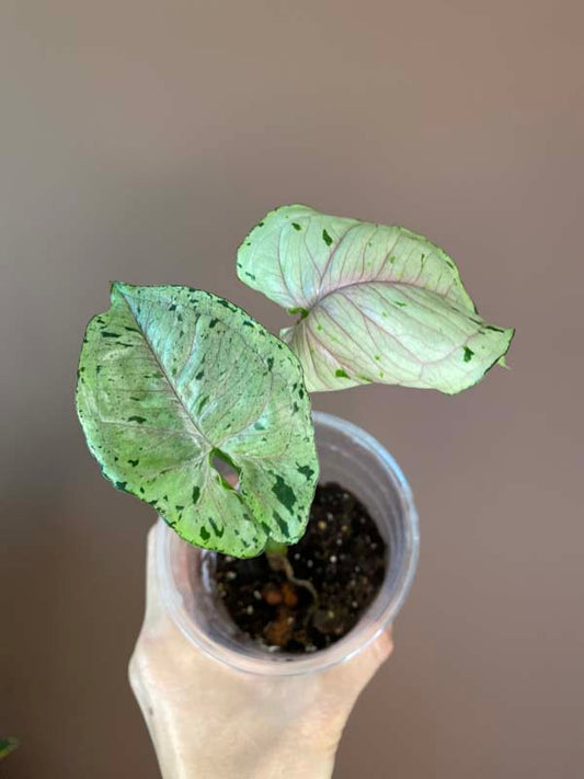 Syngonium Gray Ghost (Green Splash)