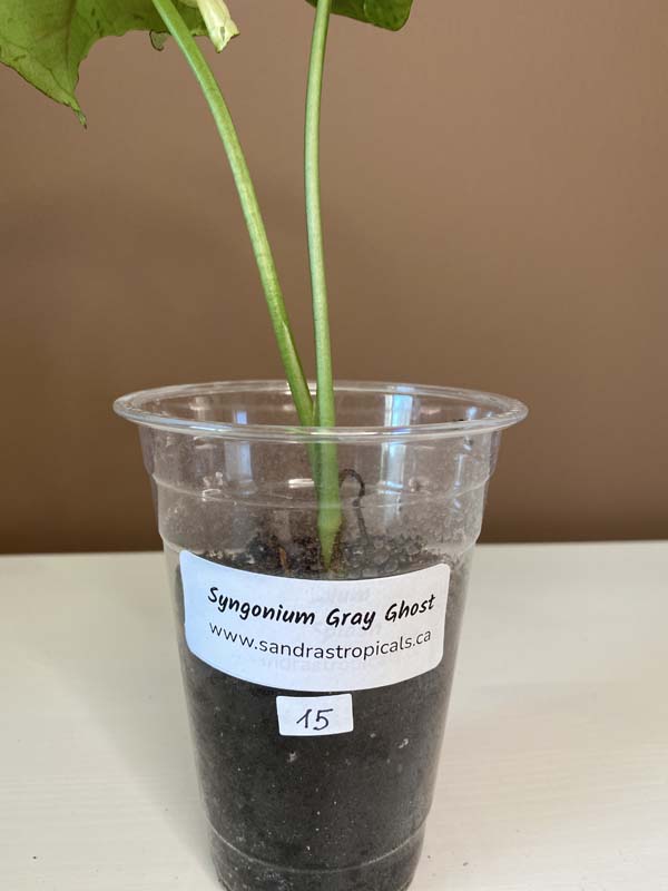 Syngonium Gray Ghost (Green Splash)