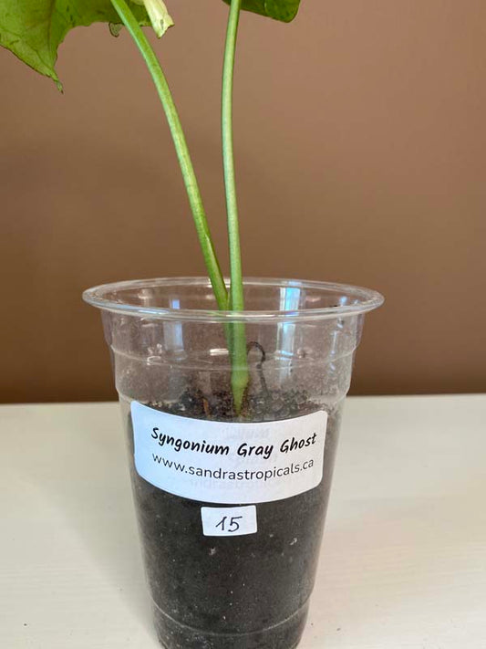 Syngonium Gray Ghost (Green Splash)