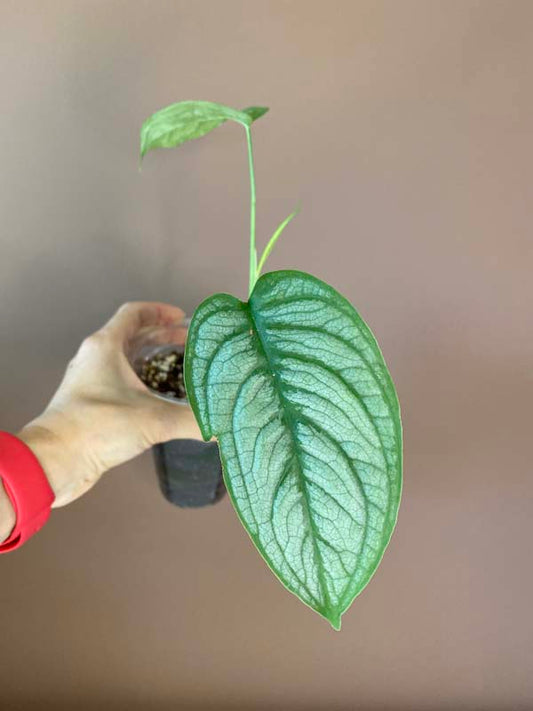 Monstera Siltepecana El Salvador