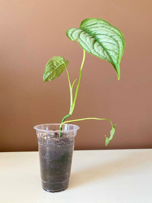 Monstera Siltepecana El Salvador