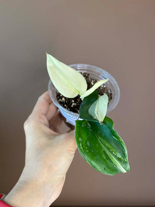 Scindapsus Treubii Albo Variegated