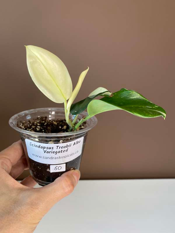 Scindapsus Treubii Albo Variegated