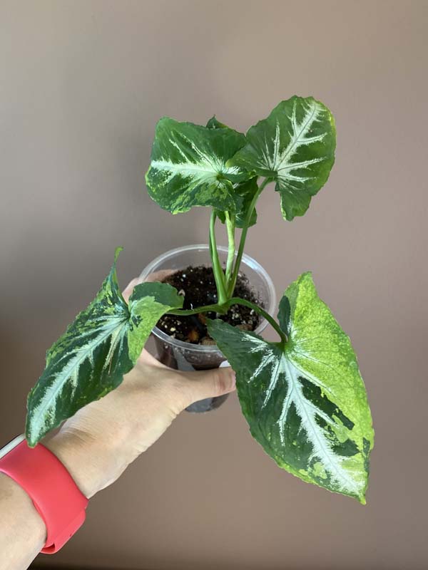 Syngonium Scrambled Eggs