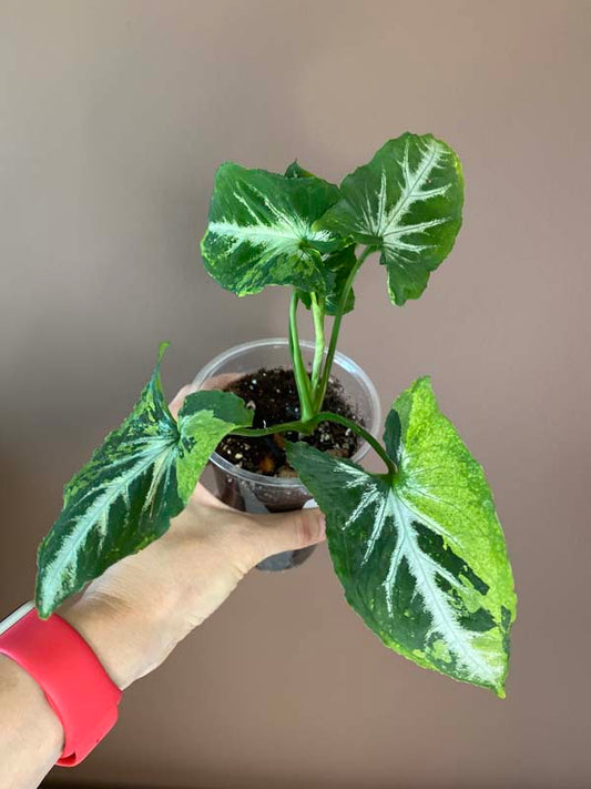 Syngonium Scrambled Eggs