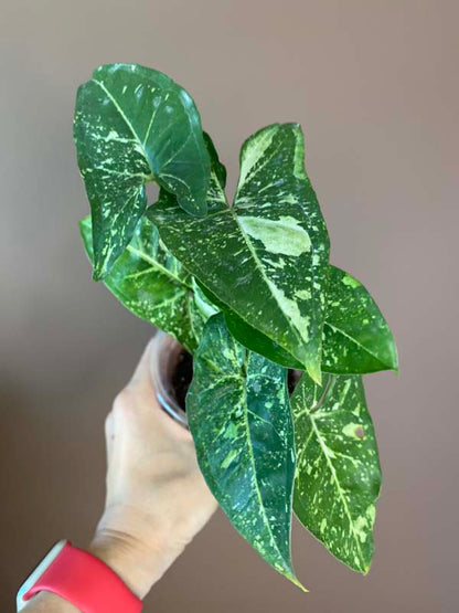 Syngonium Panda Galaxy