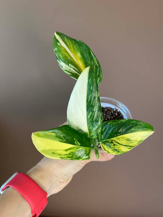 Monstera Standleyana Aurea