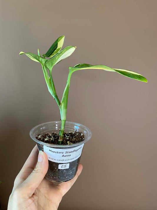 Monstera Standleyana Aurea