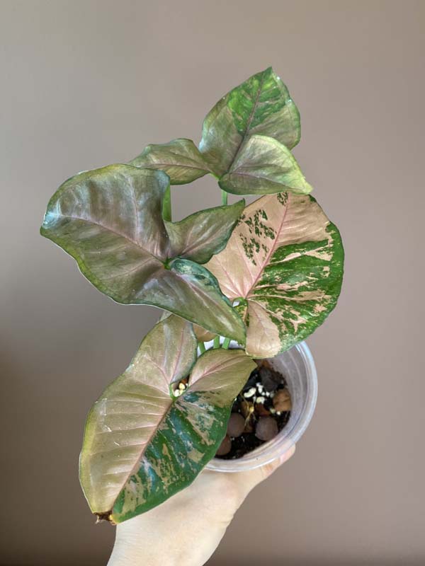 Syngonium Pink Flecked