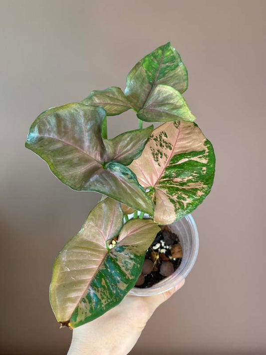 Syngonium Pink Flecked
