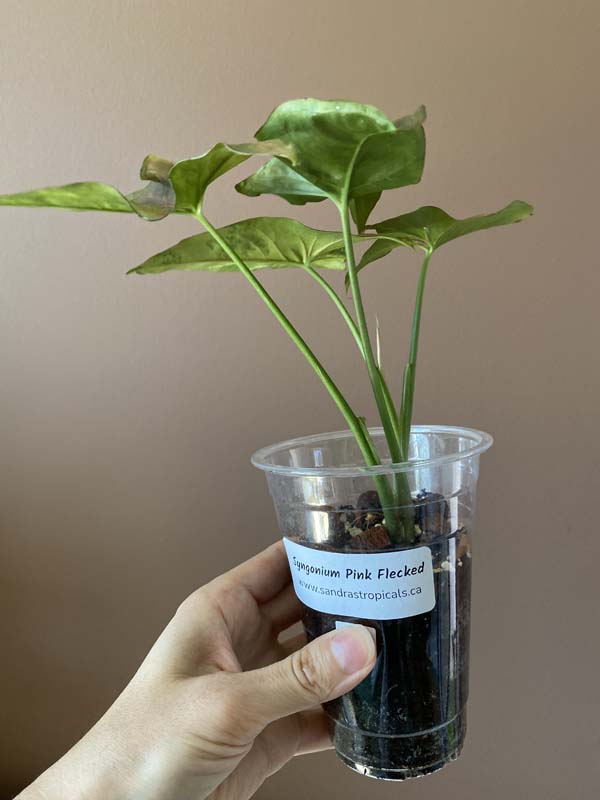 Syngonium Pink Flecked