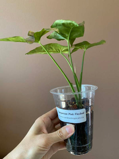 Syngonium Pink Flecked