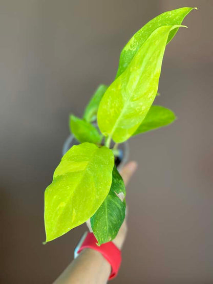 Philodendron Thai Sunrise Galaxy