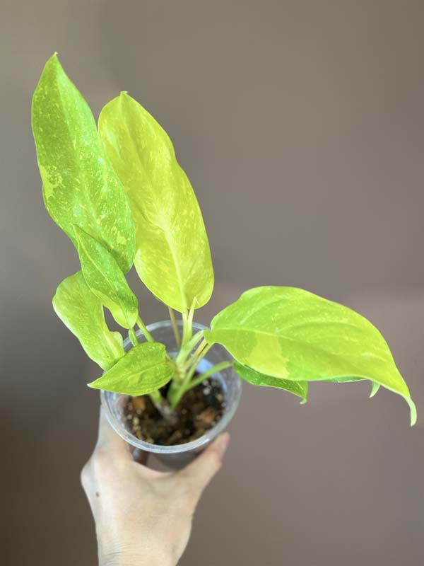 Philodendron Thai Sunrise Galaxy