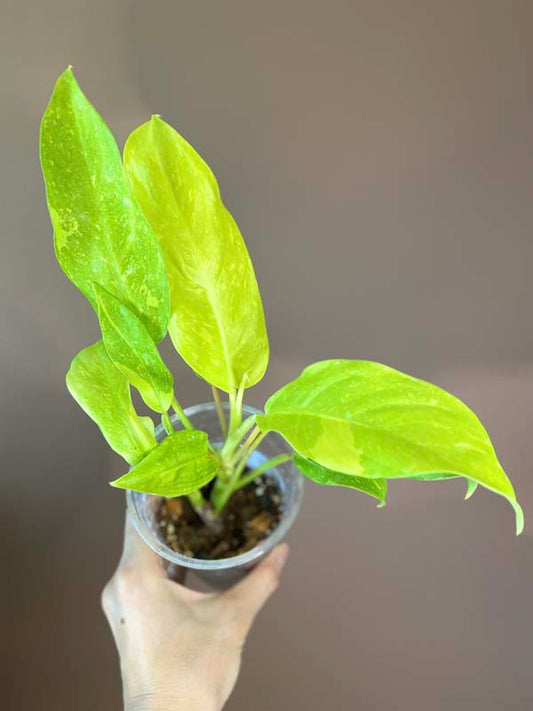 Philodendron Thai Sunrise Galaxy