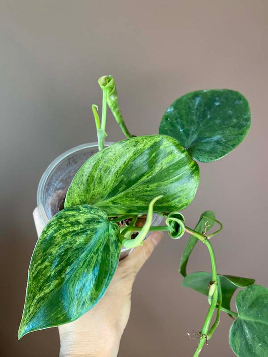 Philodendron Hederaceum Heartleaf Variegated