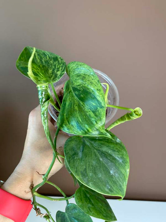 Philodendron Hederaceum Heartleaf Variegated