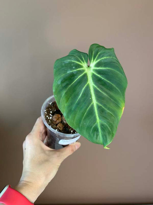 Philodendron Gloriosum