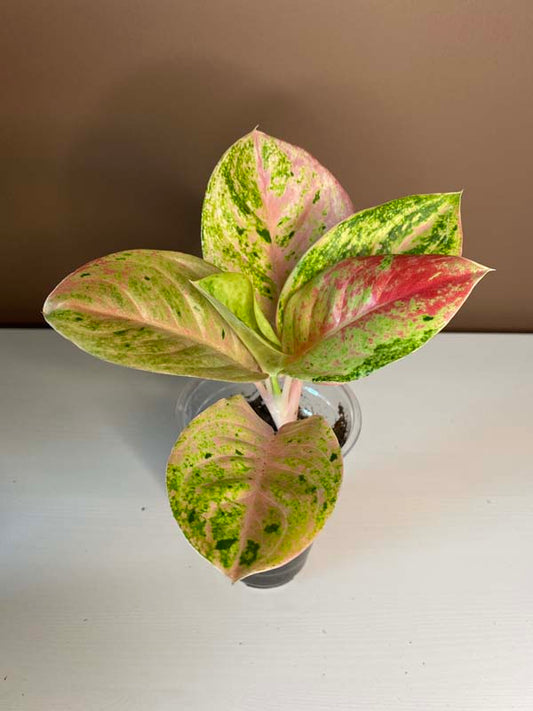 Aglaonema Pink Emerald