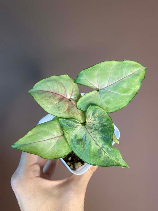 Syngonium Matcha Sprinkle