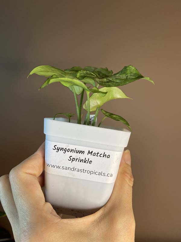 Syngonium Matcha Sprinkle