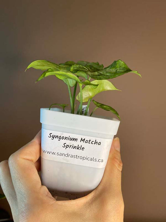 Syngonium Matcha Sprinkle