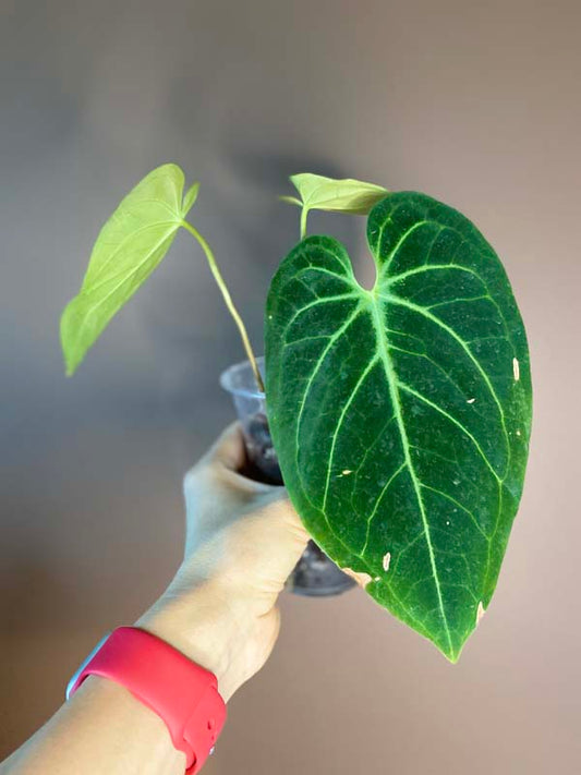 Anthurium Magnificum Hybrid