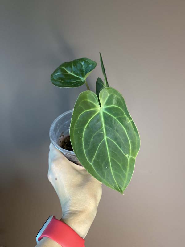 Anthurium Magnificum Hybrid