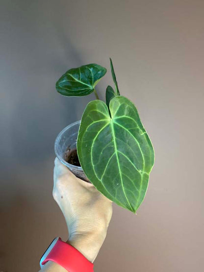 Anthurium Magnificum Hybrid